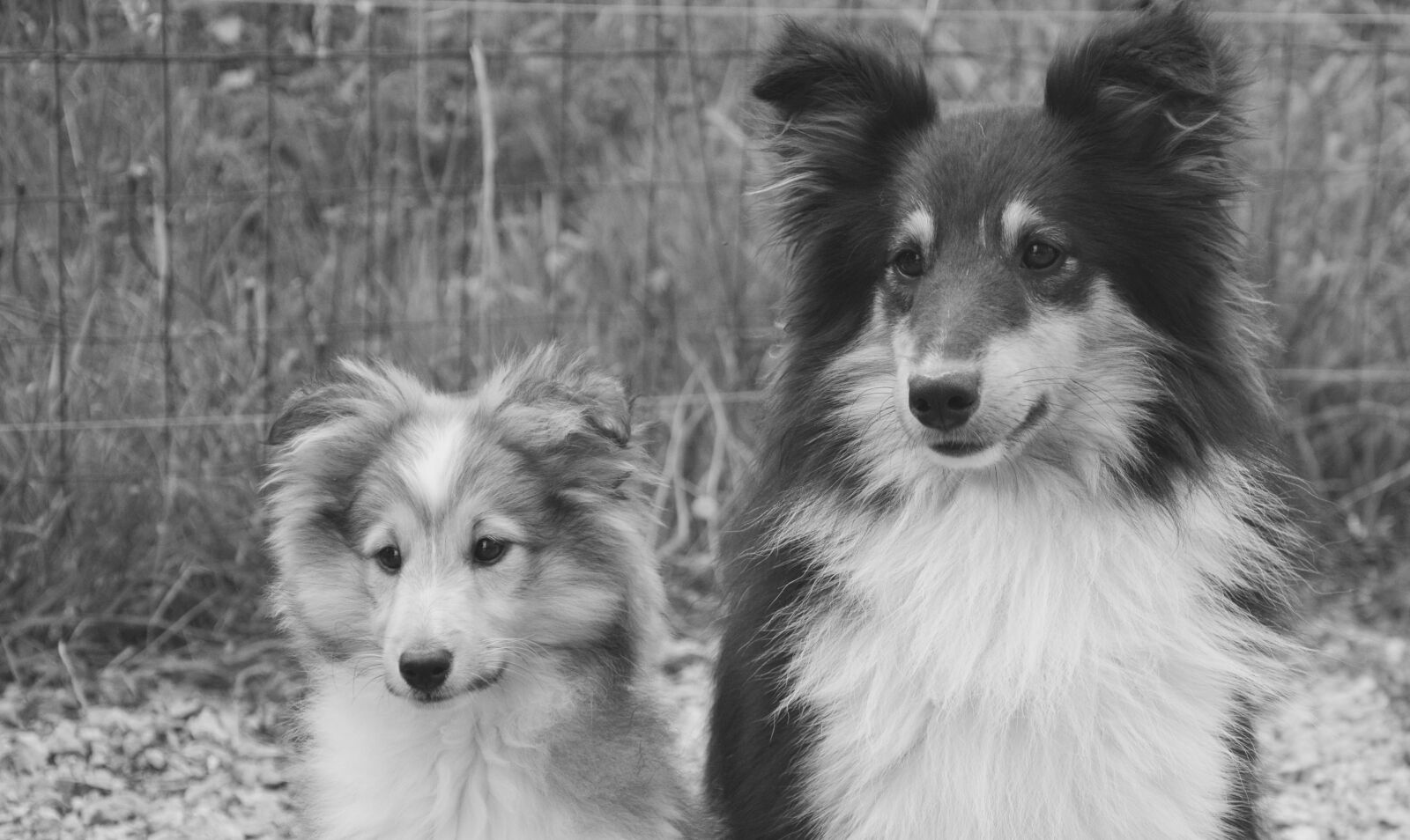 Nikon D5200 sample photo. Dog, dogs, puppy photography