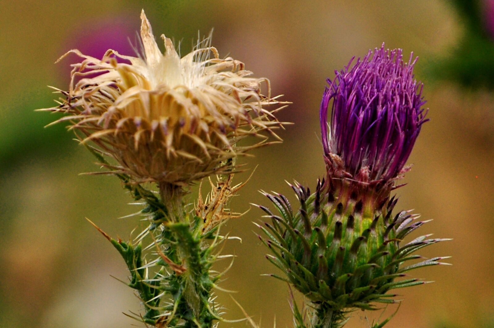 Nikon D5000 sample photo. Flower, summer, meadow photography