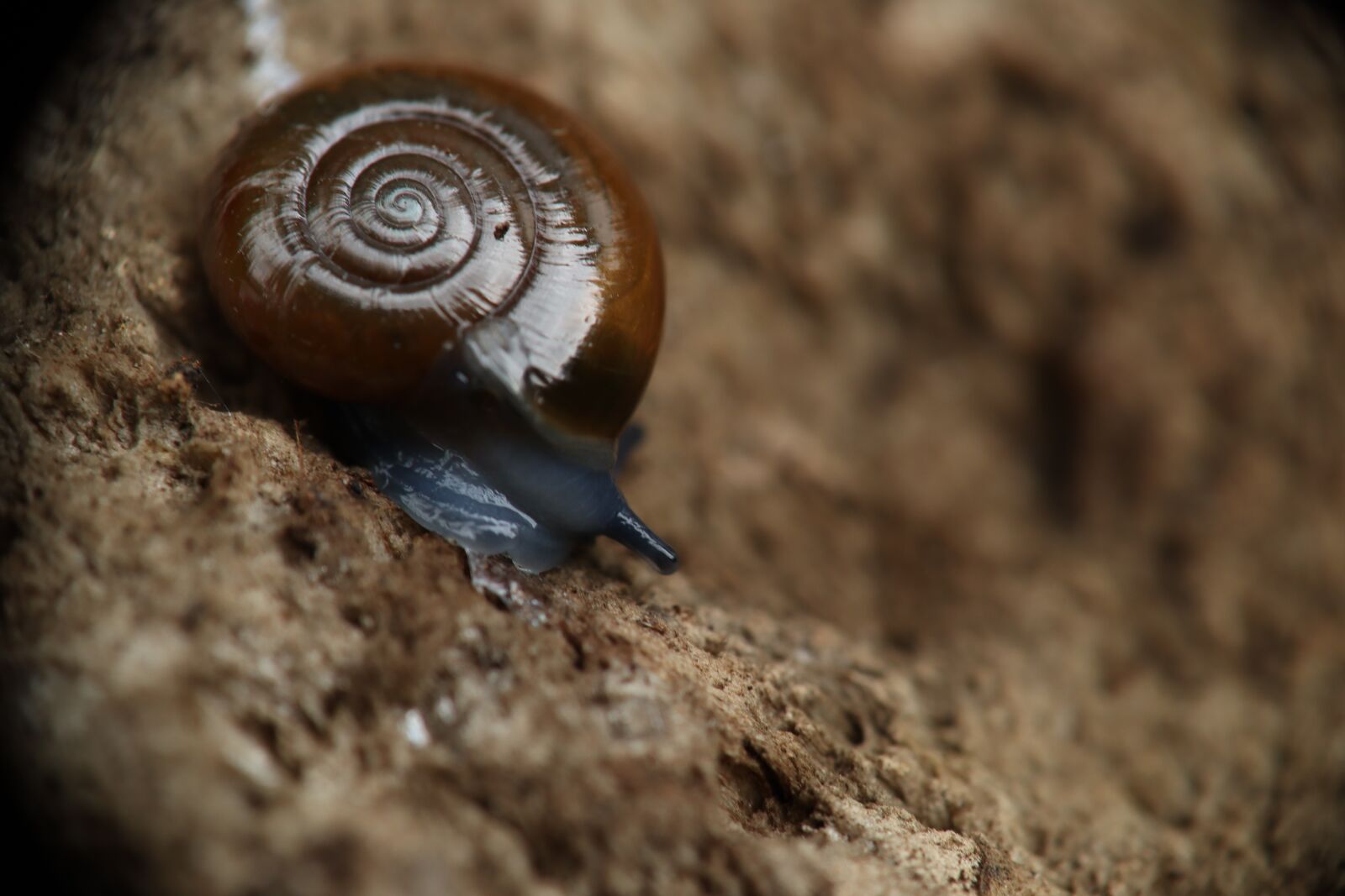 Canon EOS M50 (EOS Kiss M) sample photo. Snail garden, molluscum, nature photography