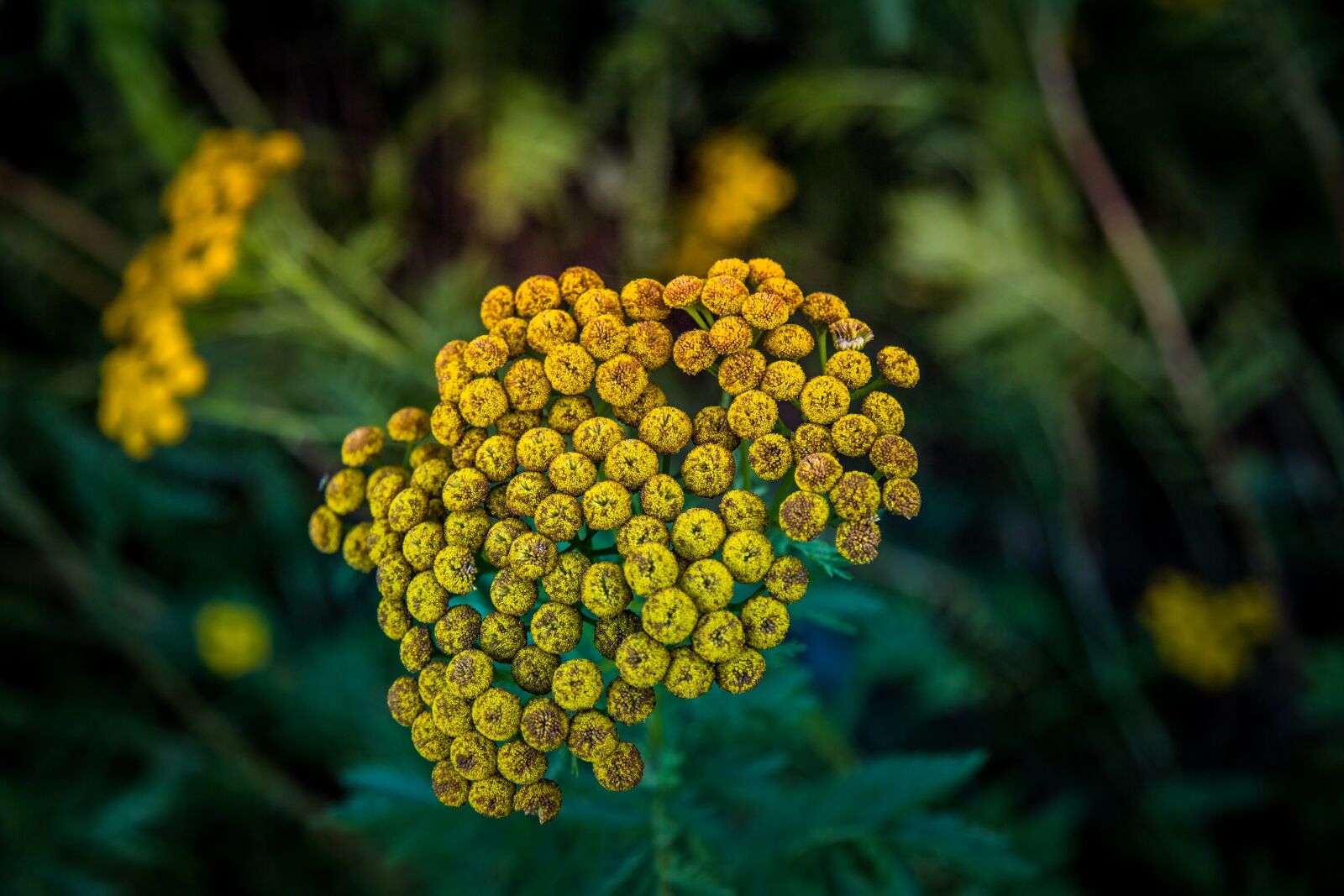 Canon EF 24-105mm F4L IS USM sample photo. Flower, wild flower, nature photography