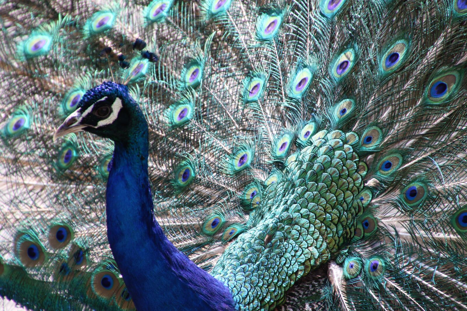 Canon EOS 7D Mark II sample photo. Animal, bird, blue, blue photography