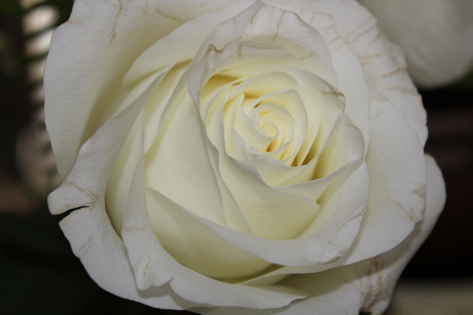 Canon EOS 1300D (EOS Rebel T6 / EOS Kiss X80) sample photo. Beautiful, flowers, white, rose photography