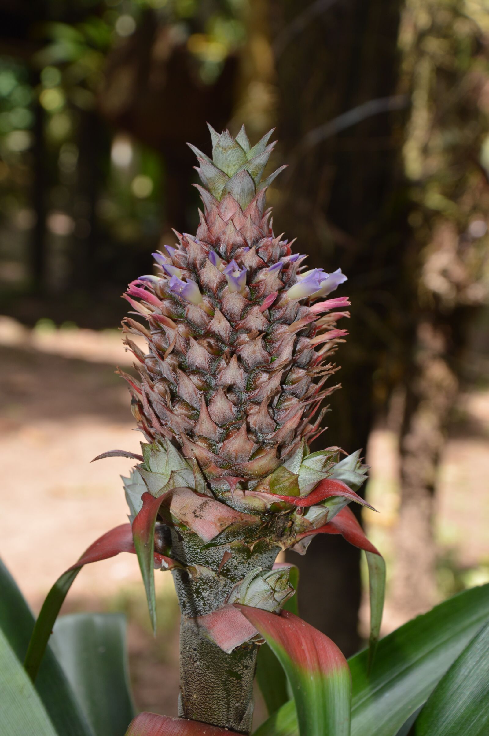 Nikon D3200 sample photo. Pineapple, fetus, crop photography