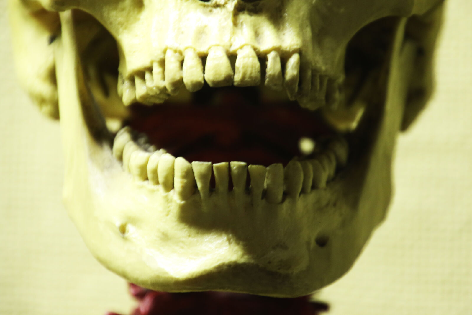 Canon EOS 7D Mark II sample photo. Body, dentist, face, hallo photography