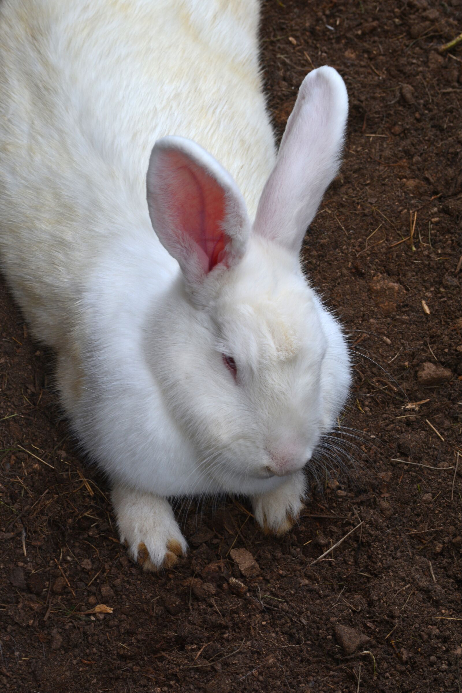 Nikon D5200 sample photo. Rabbit, bunny, cute photography