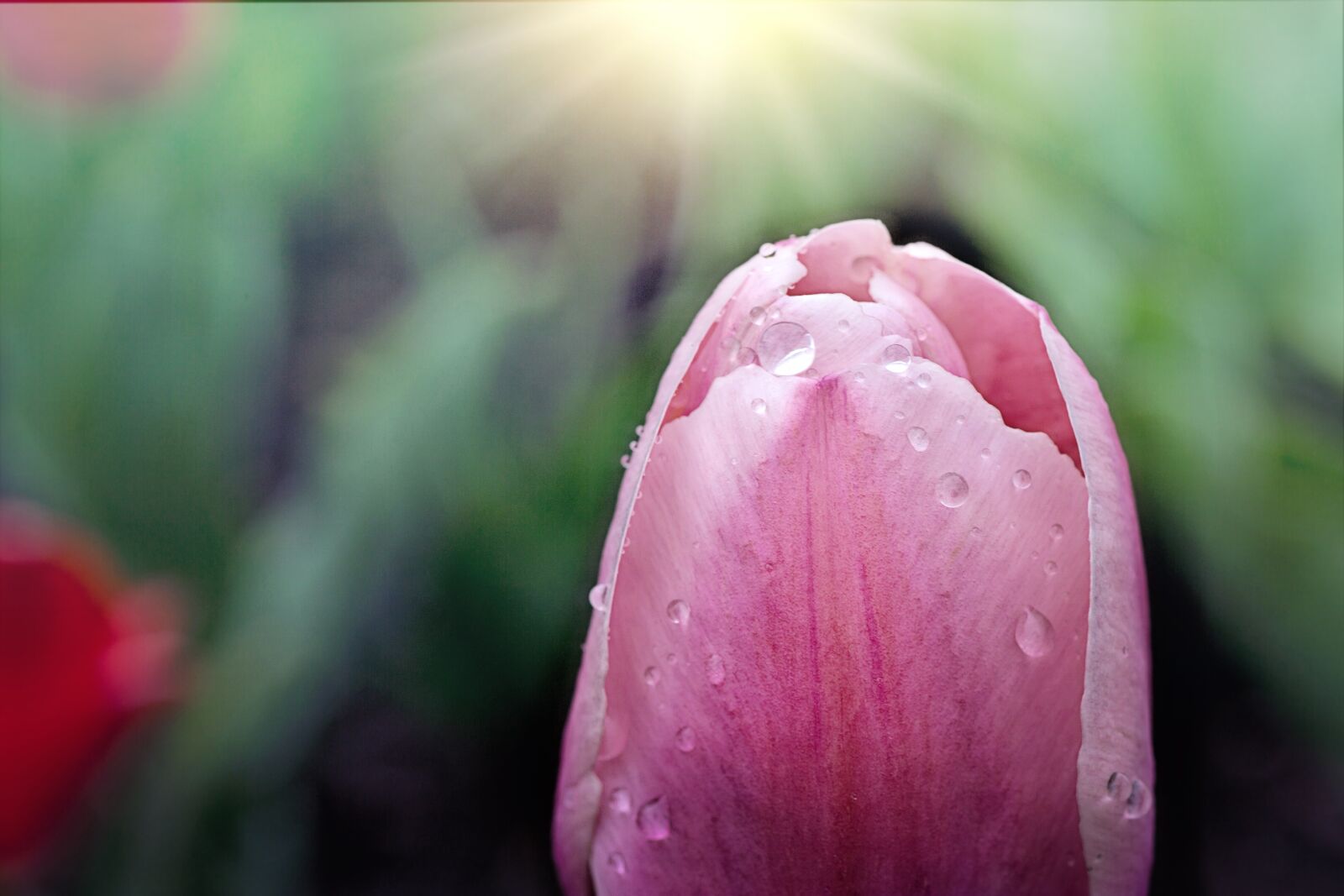Canon EOS 5D Mark III sample photo. Tulip, raindrop, macro photography