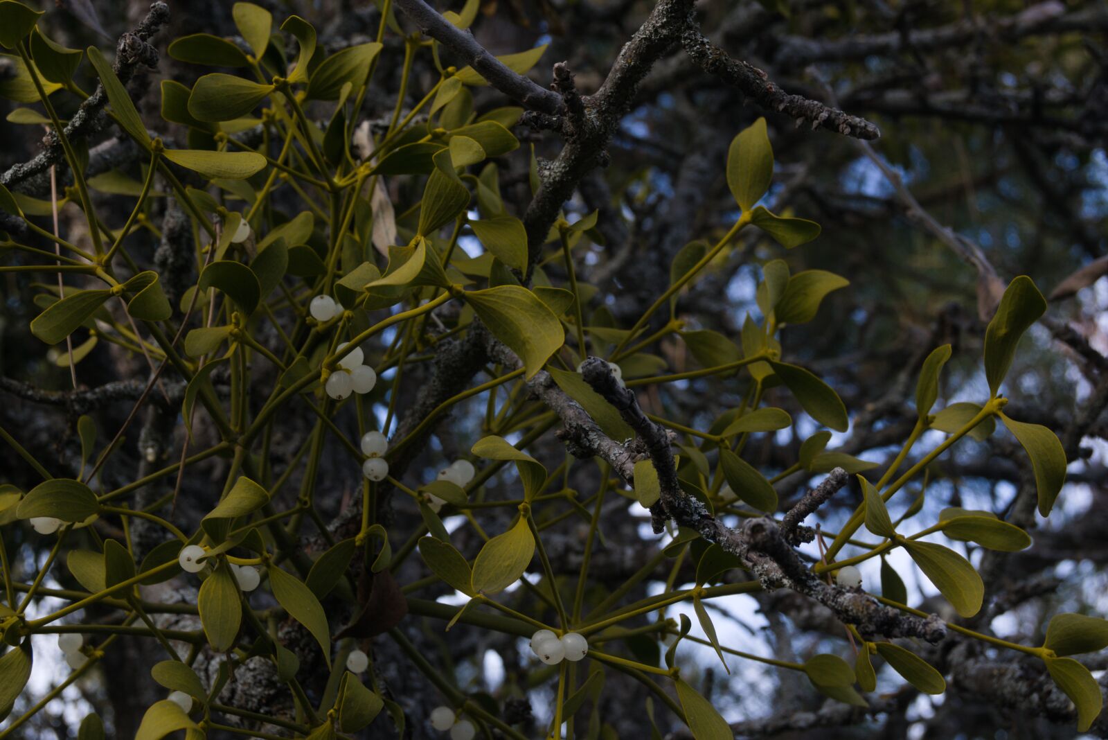 Sony ILCA-77M2 + Sony DT 18-55mm F3.5-5.6 SAM sample photo. Mistletoe, tree, plant photography