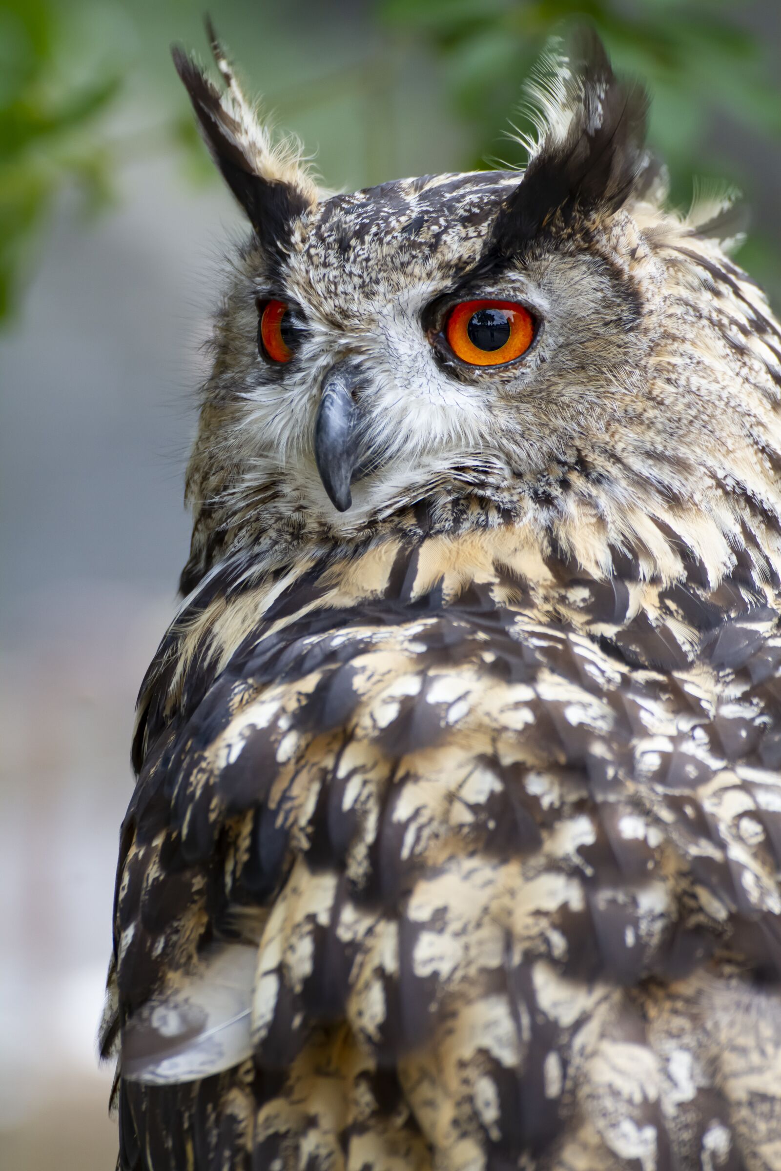 Canon EOS 7D sample photo. Owl, bird, nature photography