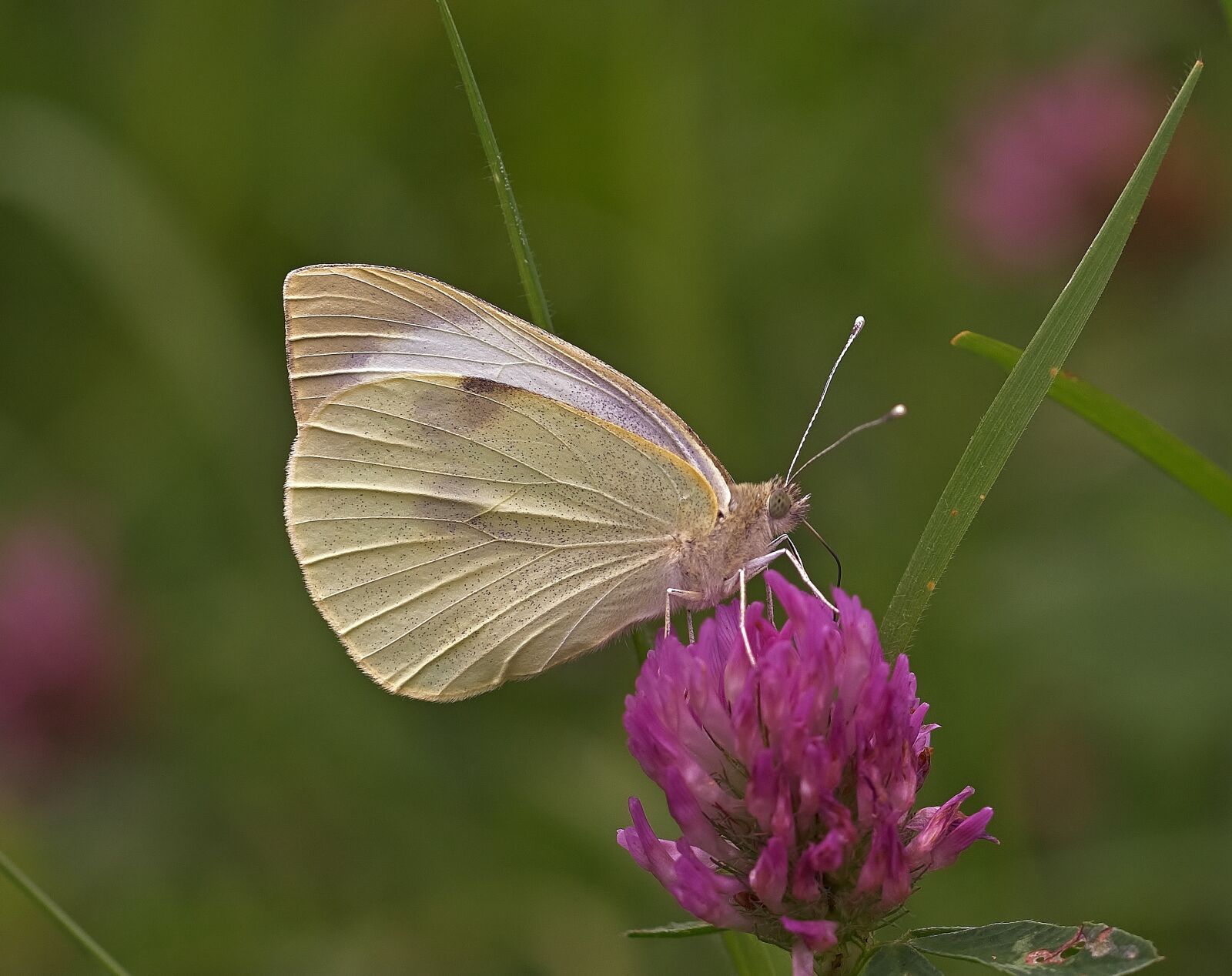 Nikon D5200 sample photo. Butterfly, insect, bug photography