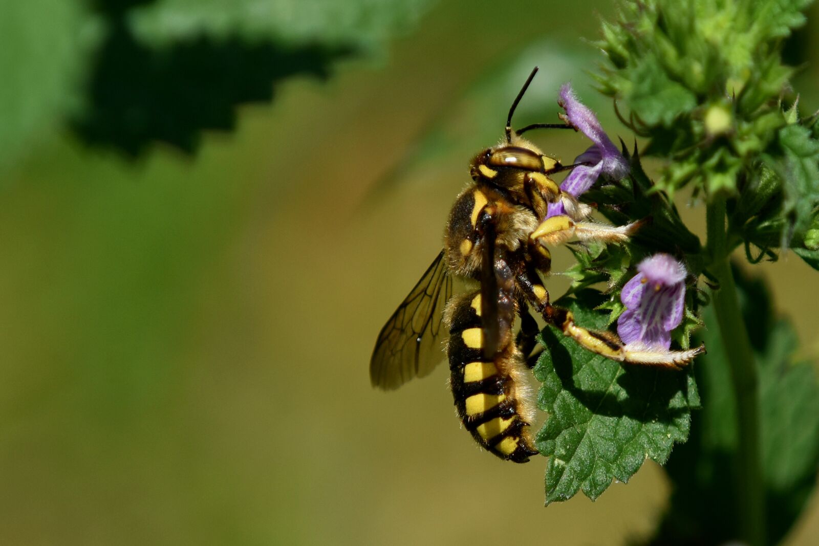 Nikon D3500 sample photo. Bee, flowers, purple photography