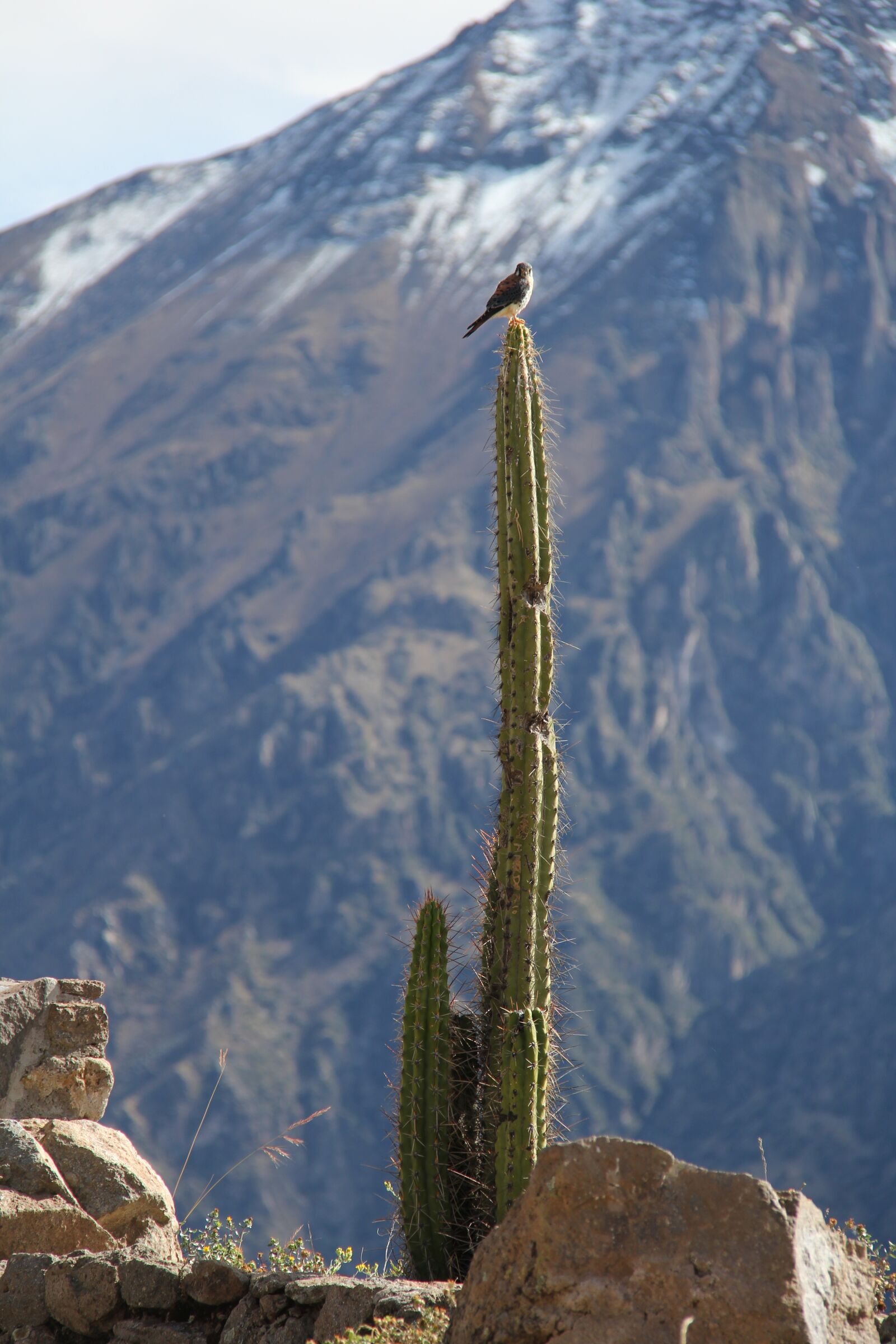 Canon EF-S 18-200mm F3.5-5.6 IS sample photo. Peru, cactus, canyon photography