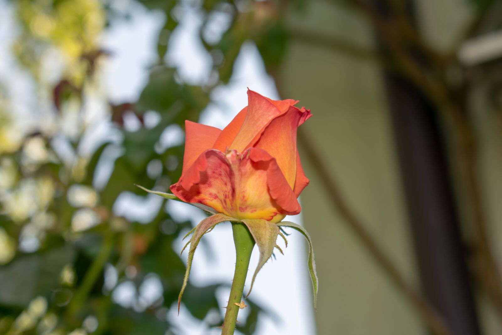 Nikon D3300 sample photo. Flower, nature, garden photography