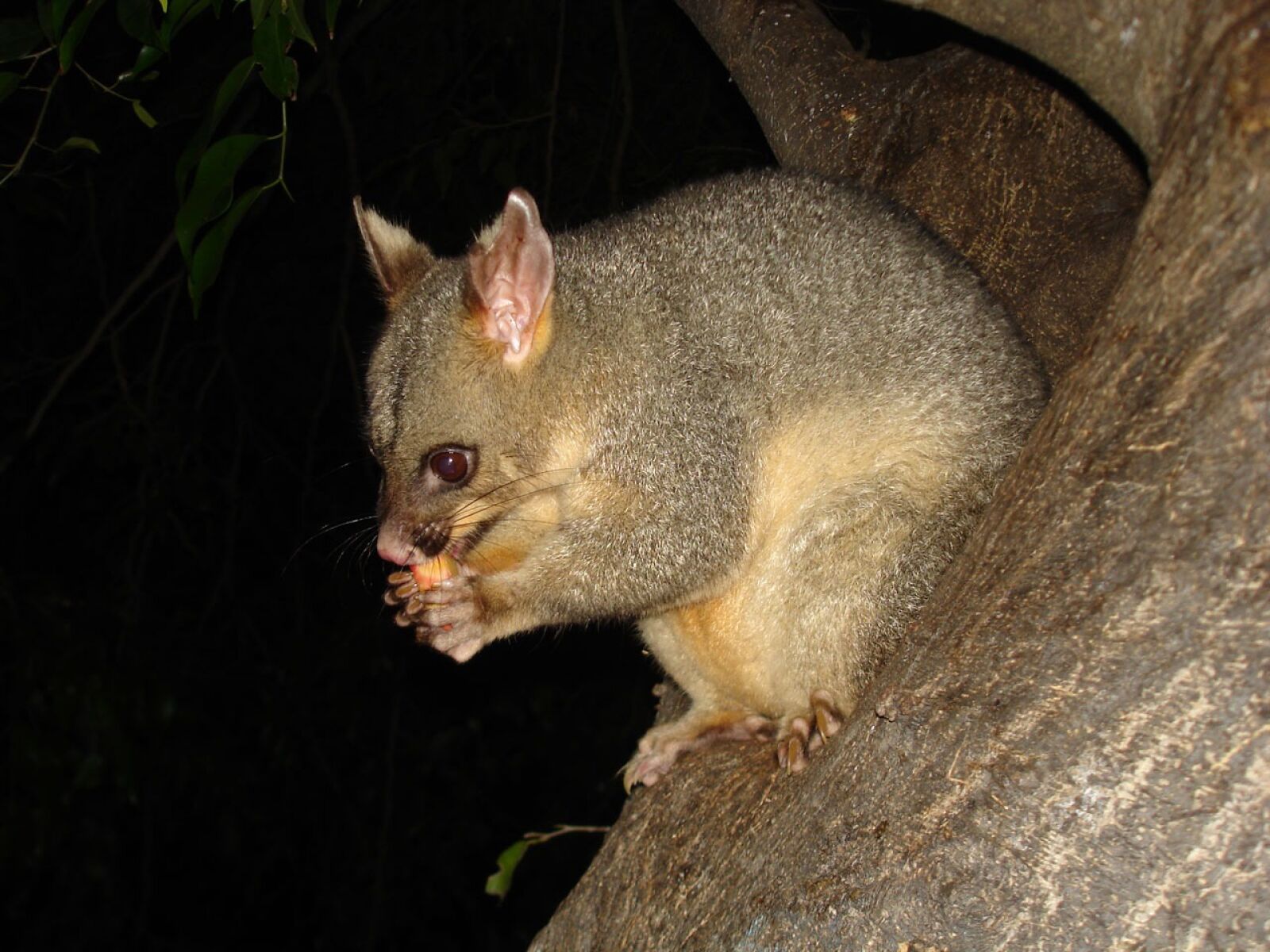 Sony DSC-W5 sample photo. Possum, wildlife, marsupial photography