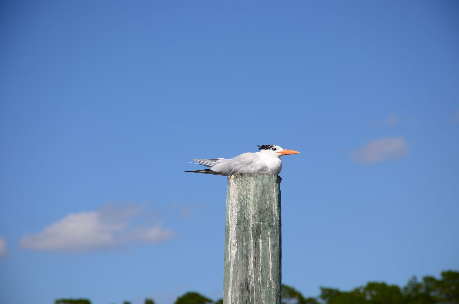 Nikon D5100 sample photo. Bird, sky, nature photography