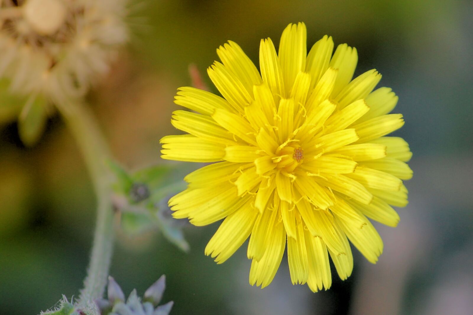 Canon EOS 600D (Rebel EOS T3i / EOS Kiss X5) sample photo. Blossom, bloom, dandelion photography