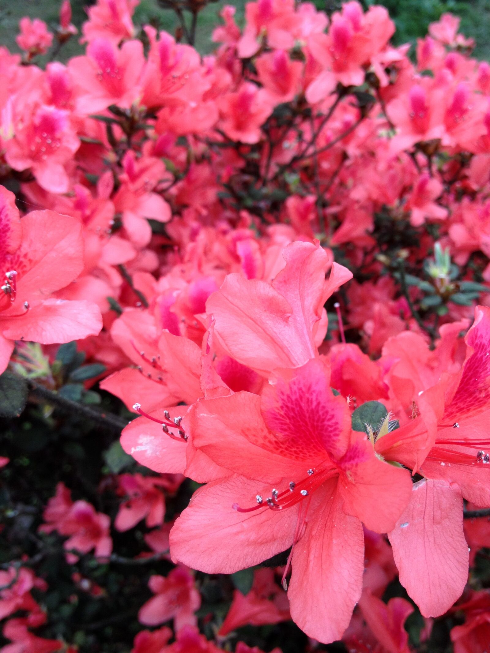 Apple iPhone 4S sample photo. Gorgeous beautiful, flowers, flower photography