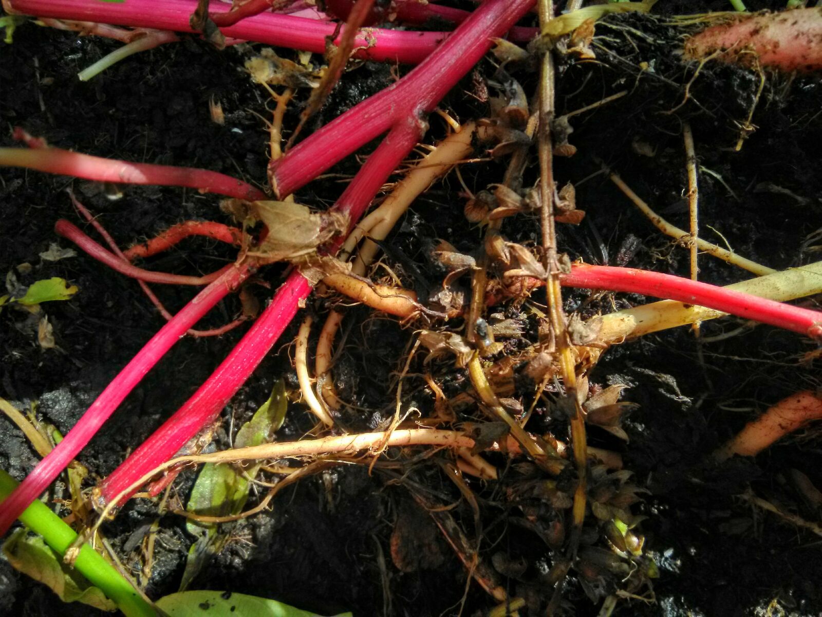HMD Global Nokia 2 sample photo. Cold frame, also frame photography