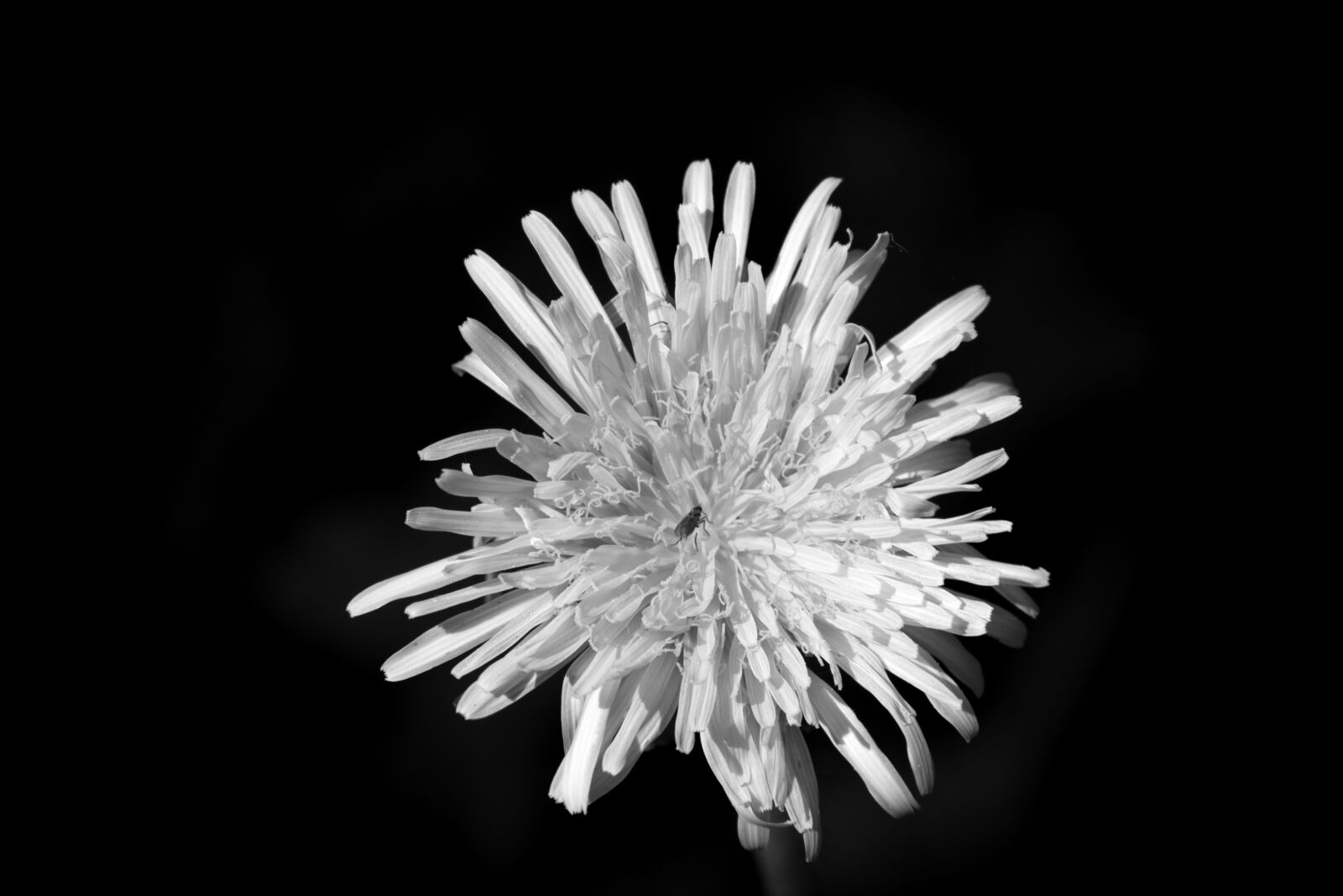 55.0-200.0mm f/4.0-f/5.6 sample photo. Dandelion, blossom, bloom photography