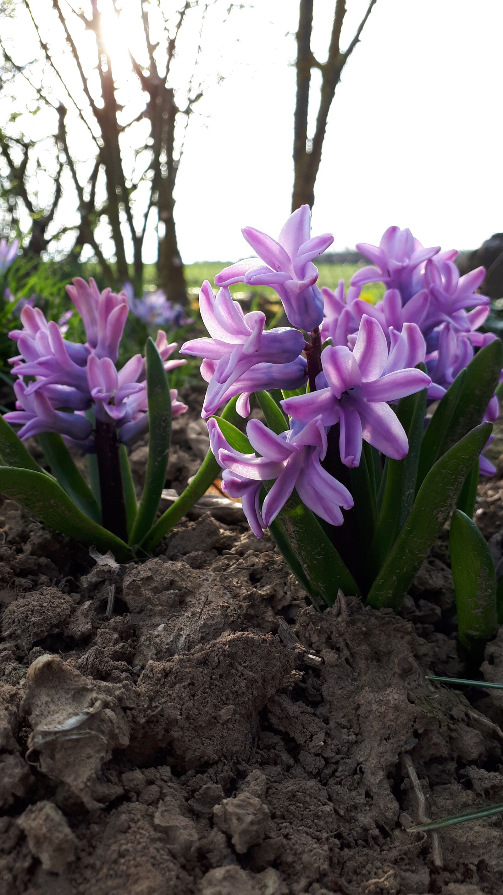 Samsung Galaxy A5(2017) sample photo. Hyacinth, flower, blossoms photography