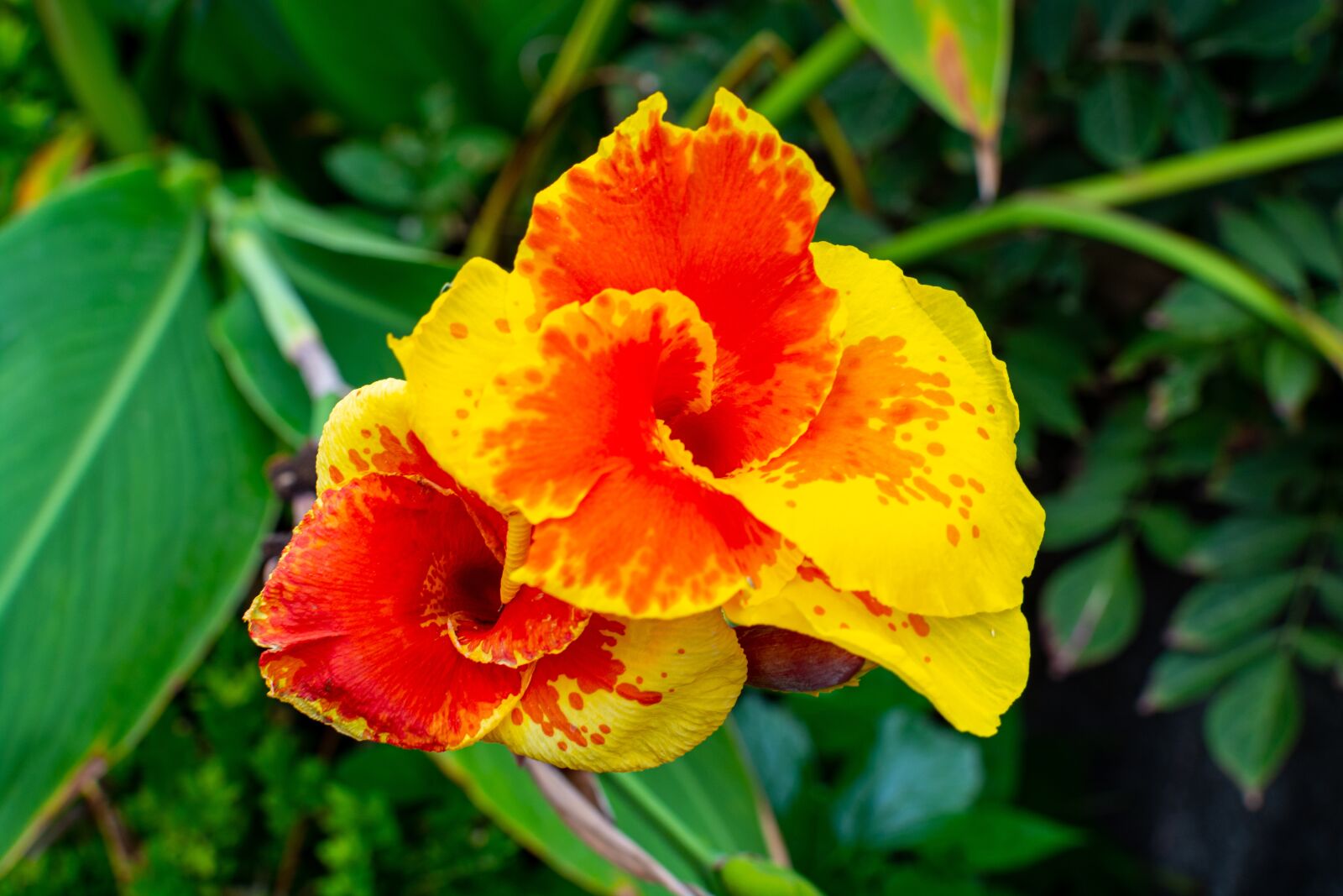 Nikon D7100 sample photo. Flower, garden, nature photography