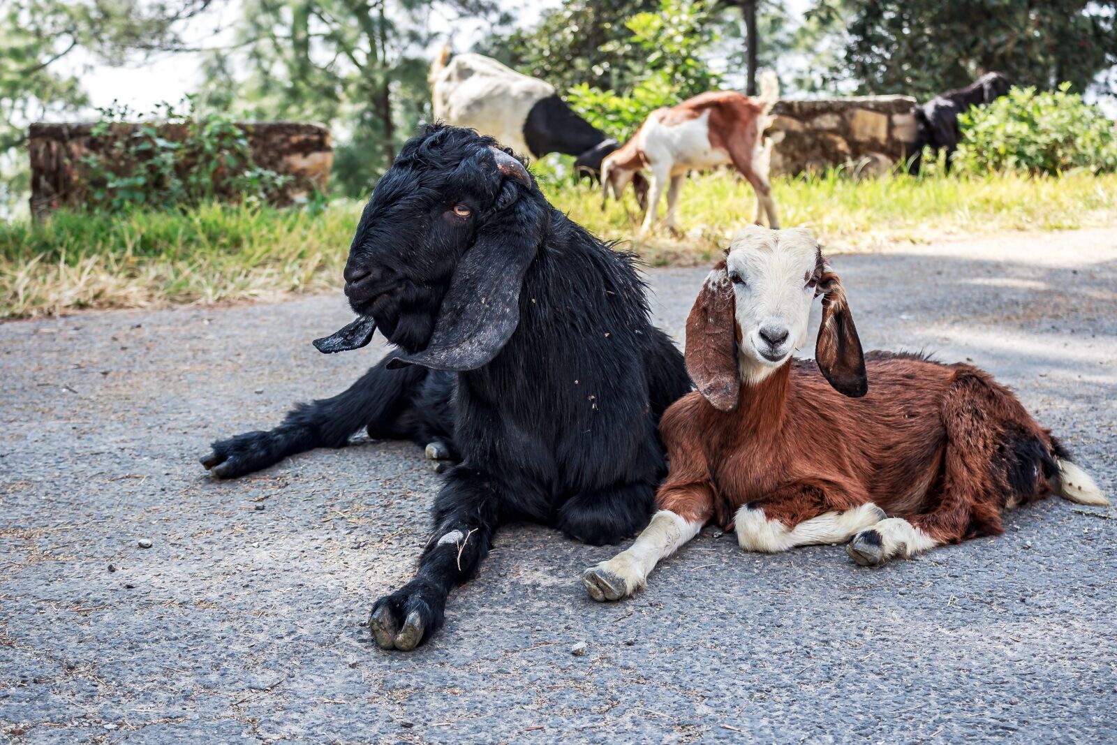 Canon EOS 600D (Rebel EOS T3i / EOS Kiss X5) sample photo. Goat, couple, nepal photography