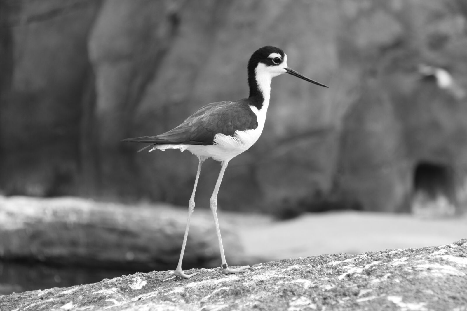 Canon EOS 50D sample photo. Black neck-stilt, stilt, wader photography