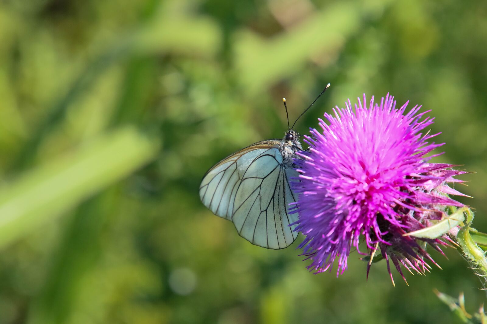 Canon EOS 70D + Tamron 16-300mm F3.5-6.3 Di II VC PZD Macro sample photo. Butterfly, thistle, insects photography