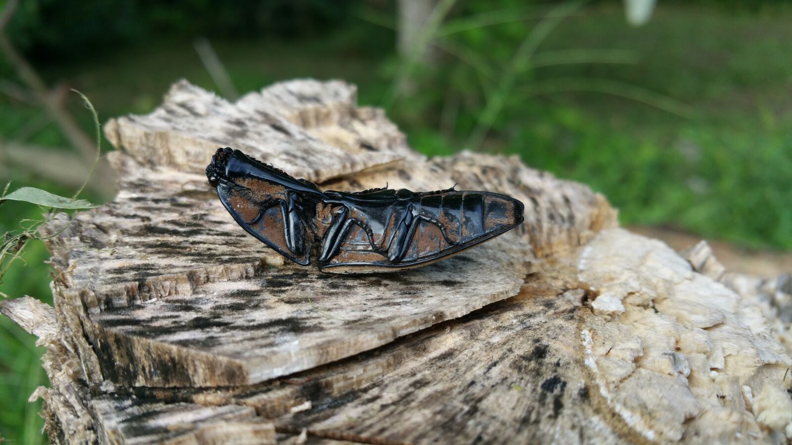 Samsung Galaxy Note4 sample photo. Beetle, insect, bug photography