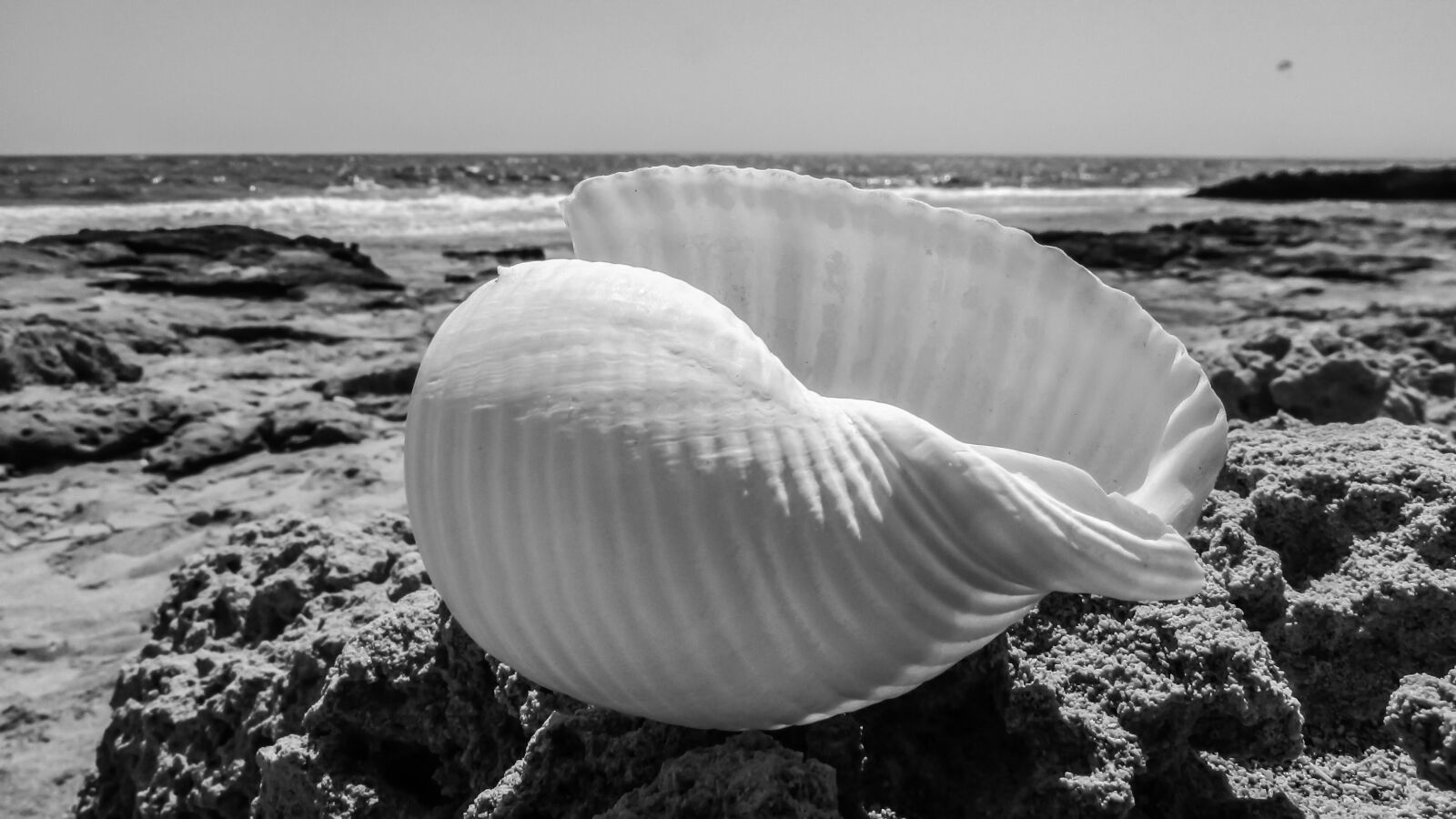 Canon PowerShot SX400 IS sample photo. Seashell, beach, shell photography