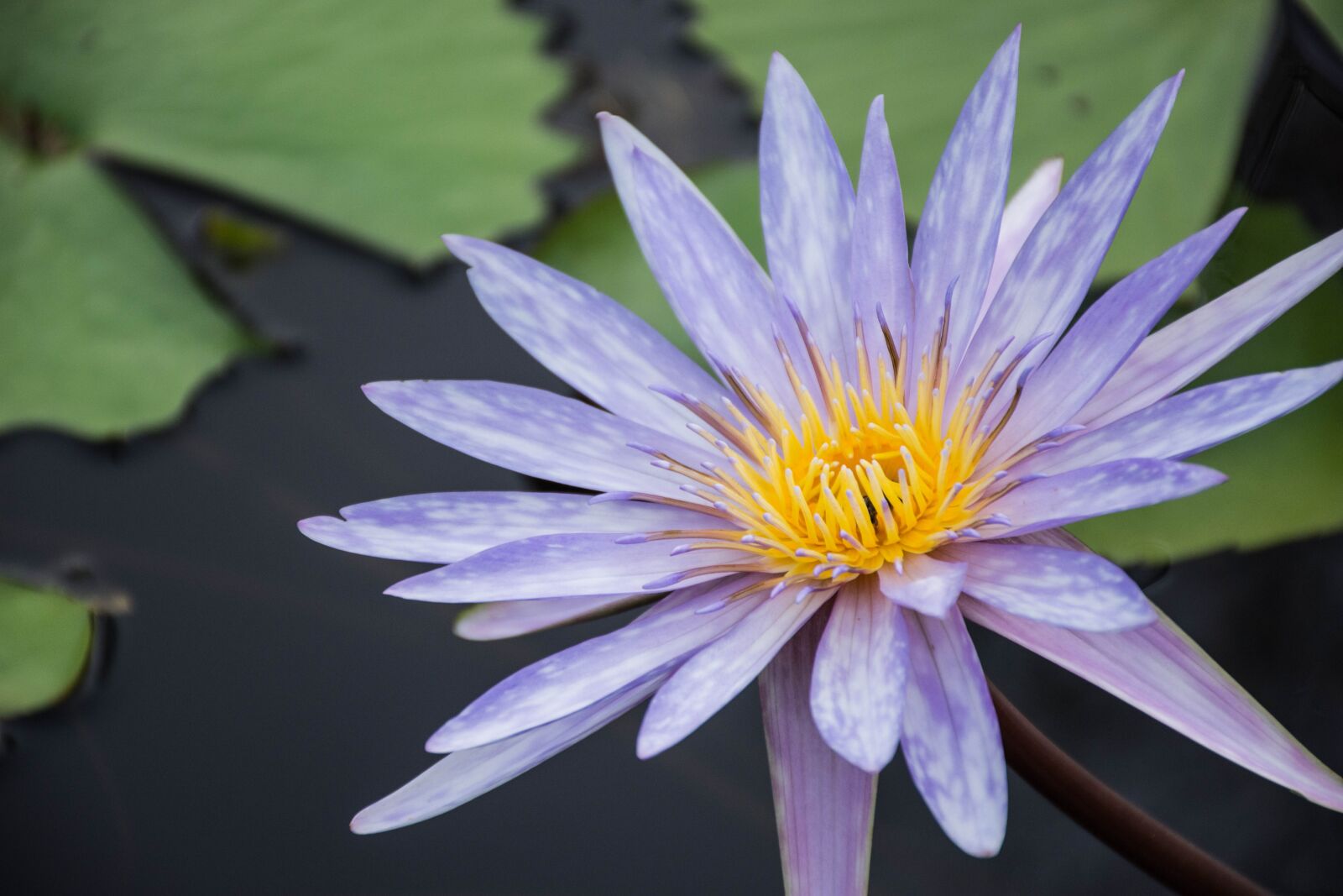 Nikon D7200 sample photo. Flowers, lotus, purple lotus photography