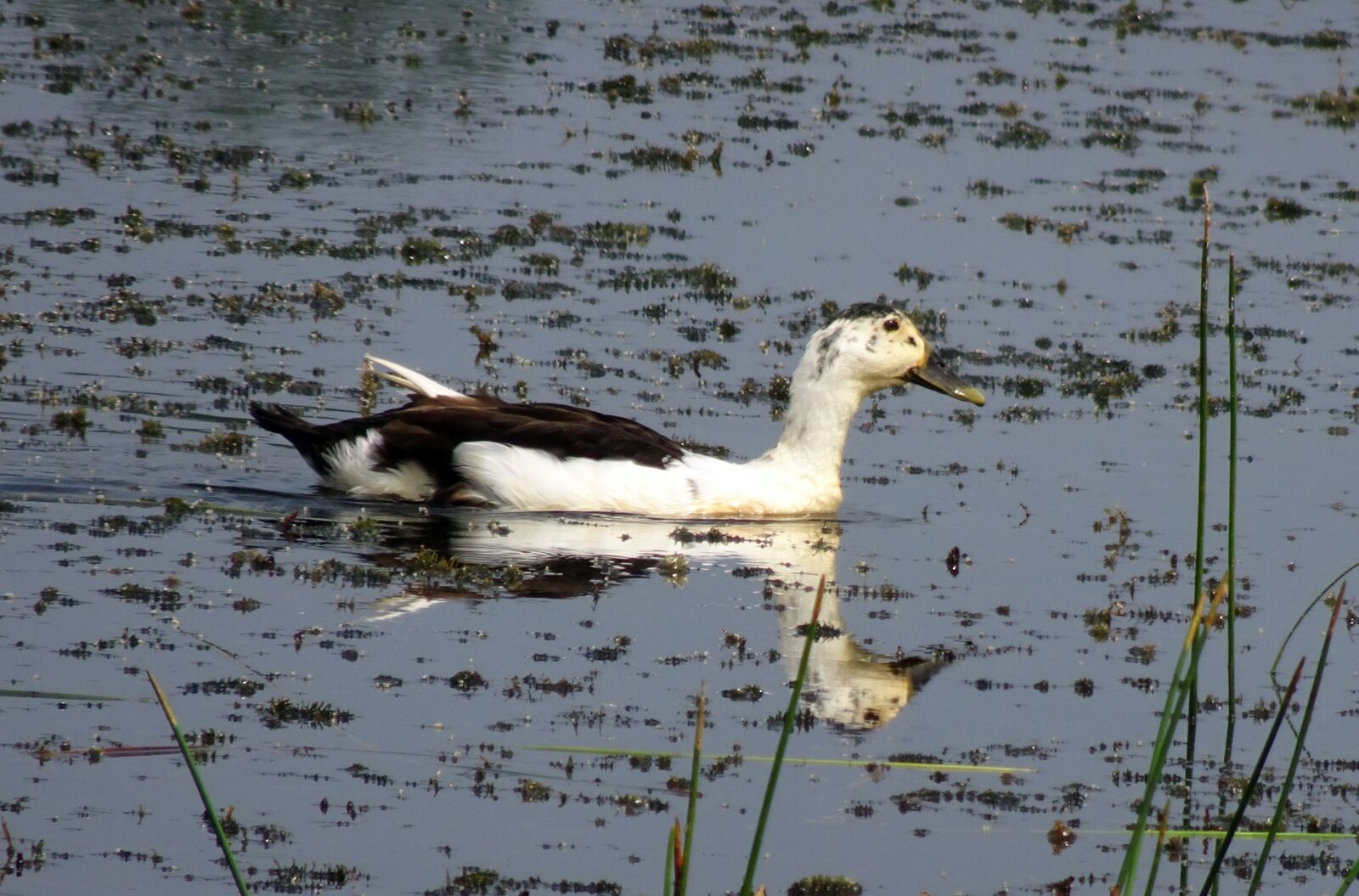 Sony Cyber-shot DSC-HX90V sample photo. Duck, bird, knob-billed duck photography
