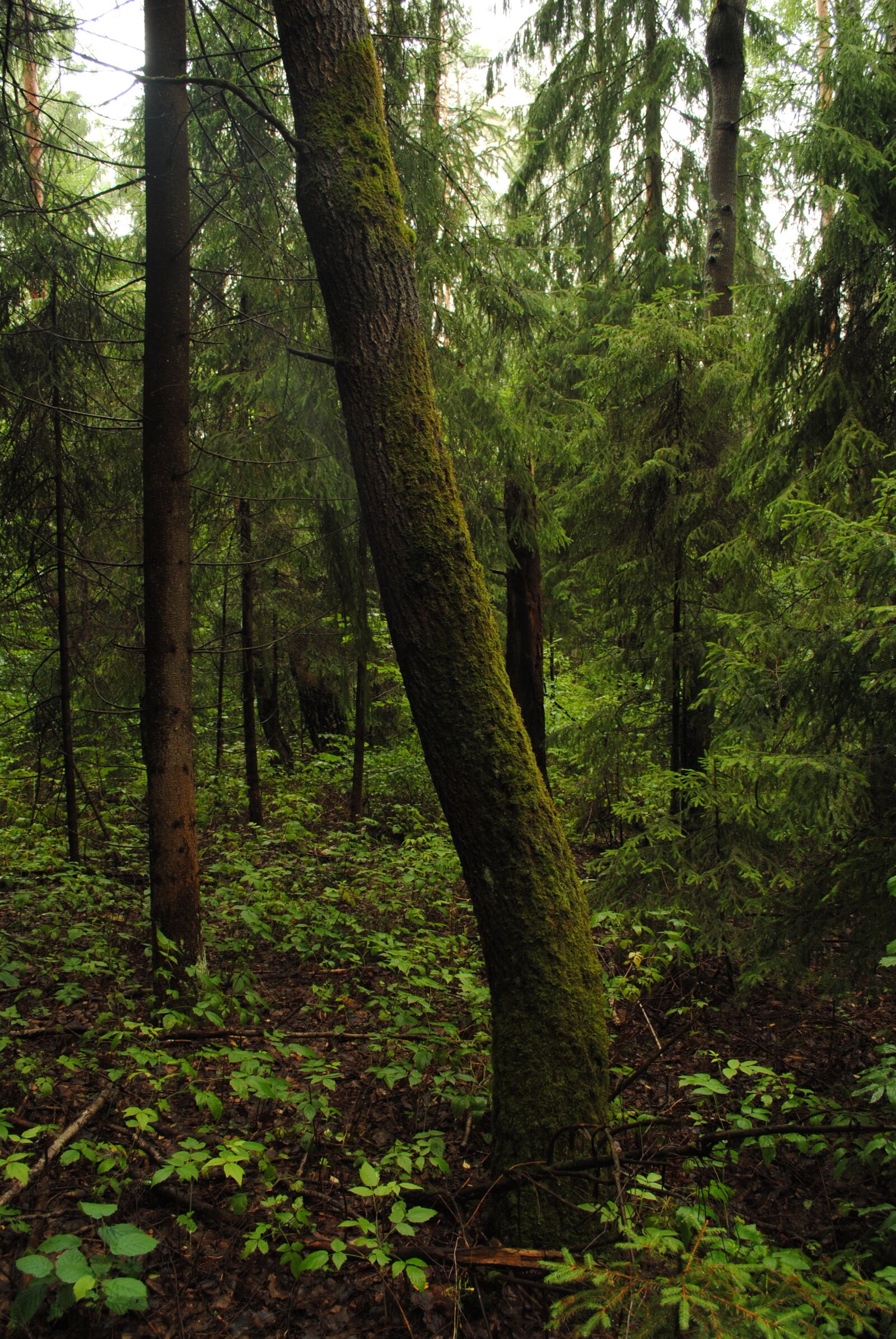 Nikon D3000 sample photo. Foliage, forest, forests photography