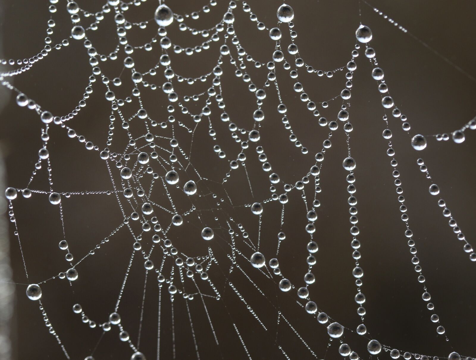 Canon EF-S 60mm F2.8 Macro USM sample photo. Spider web, drops, water photography