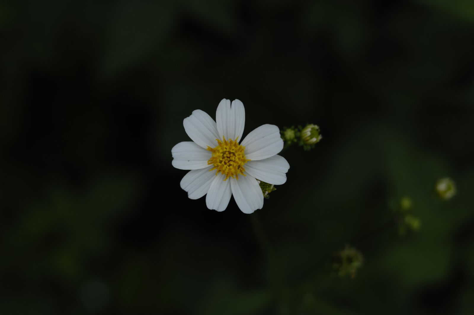 Nikon D2Xs sample photo. Green, vietnam, flower photography