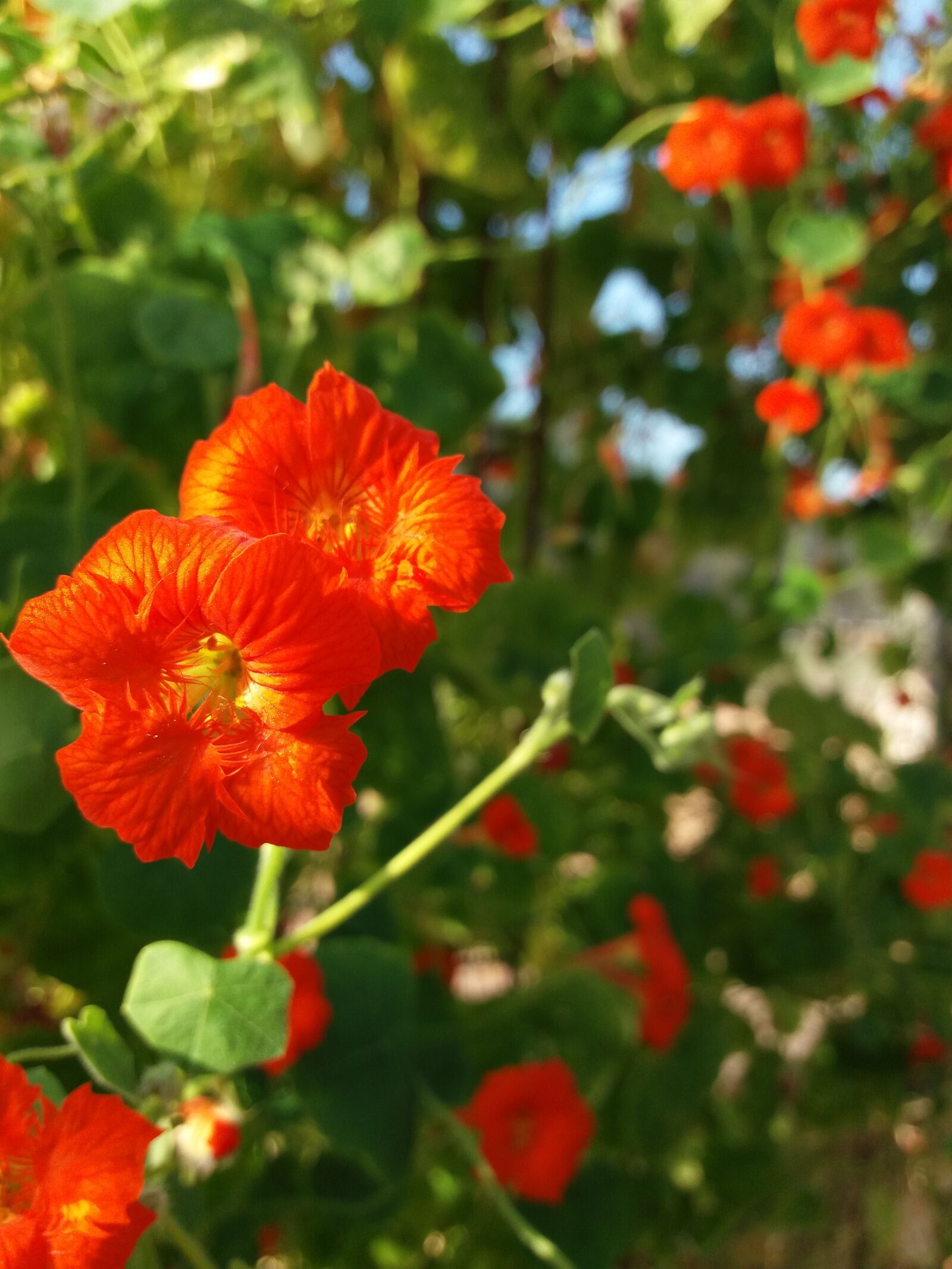 Samsung Galaxy J5(2016) sample photo. Flowers, red, lyon photography