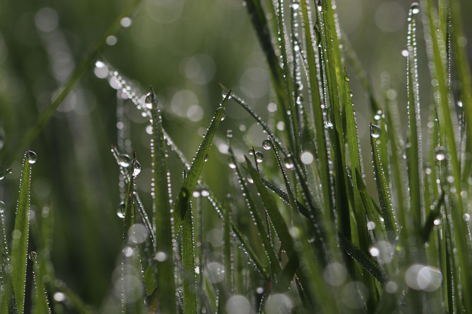 Canon EOS 800D (EOS Rebel T7i / EOS Kiss X9i) + Tamron SP 90mm F2.8 Di VC USD 1:1 Macro sample photo. Grass, dew, morning dew photography