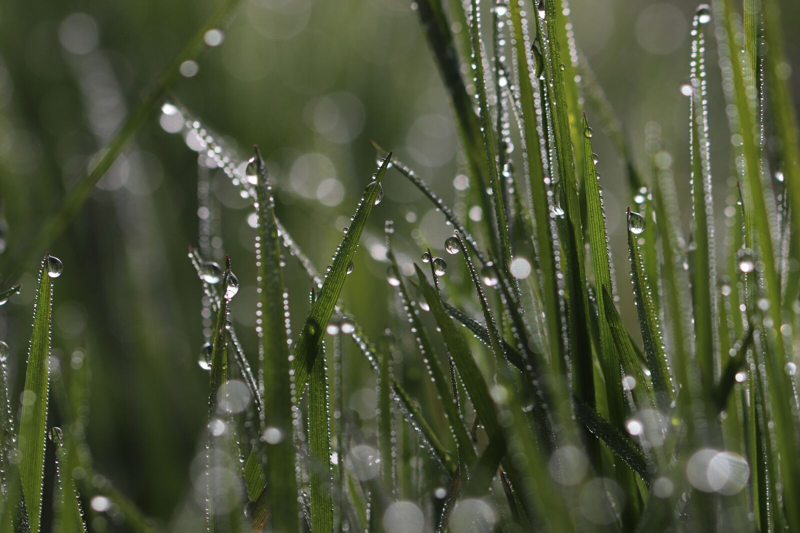 Canon EOS 800D (EOS Rebel T7i / EOS Kiss X9i) sample photo. Grass, dew, morning dew photography