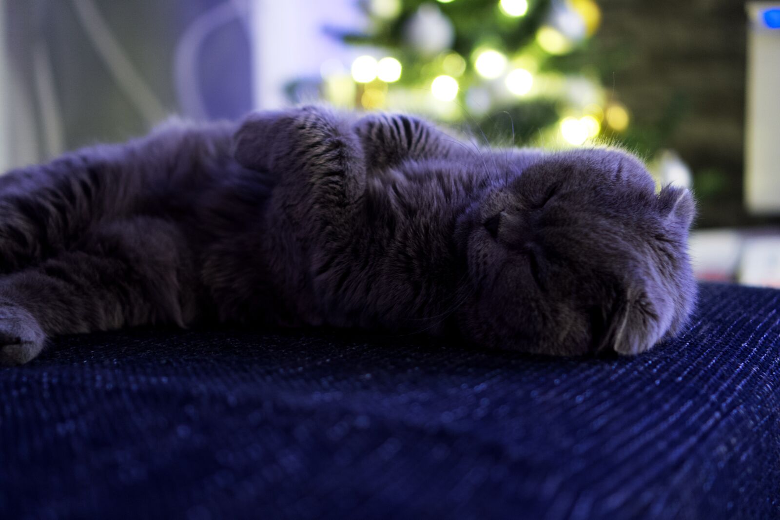 Sony a6000 + Sony E 35mm F1.8 OSS sample photo. Cat, pet, animals photography