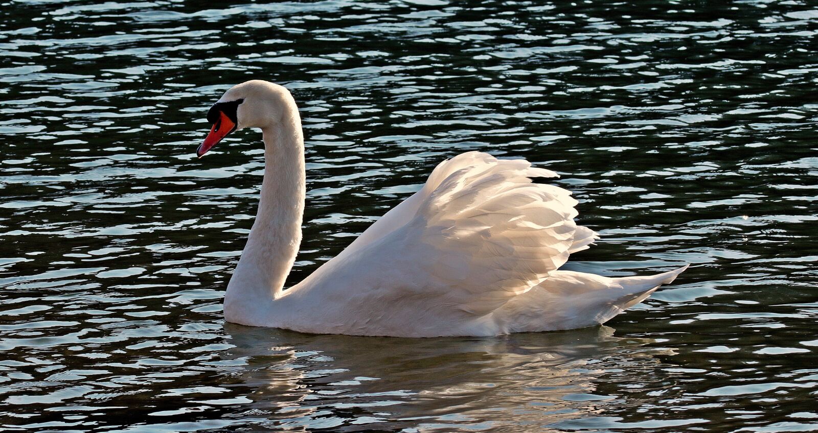 Canon EOS 80D sample photo. Swan, water, white photography