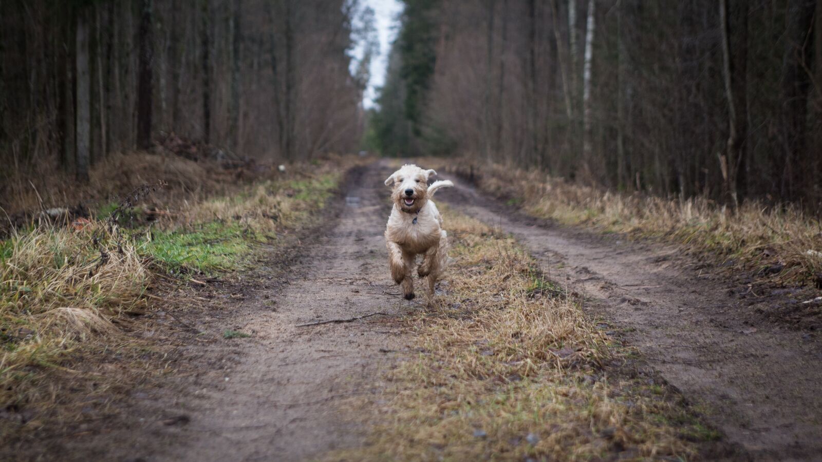 Canon EOS 6D + EF28-70mm f/2.8L USM sample photo. Animal, dog, forest photography