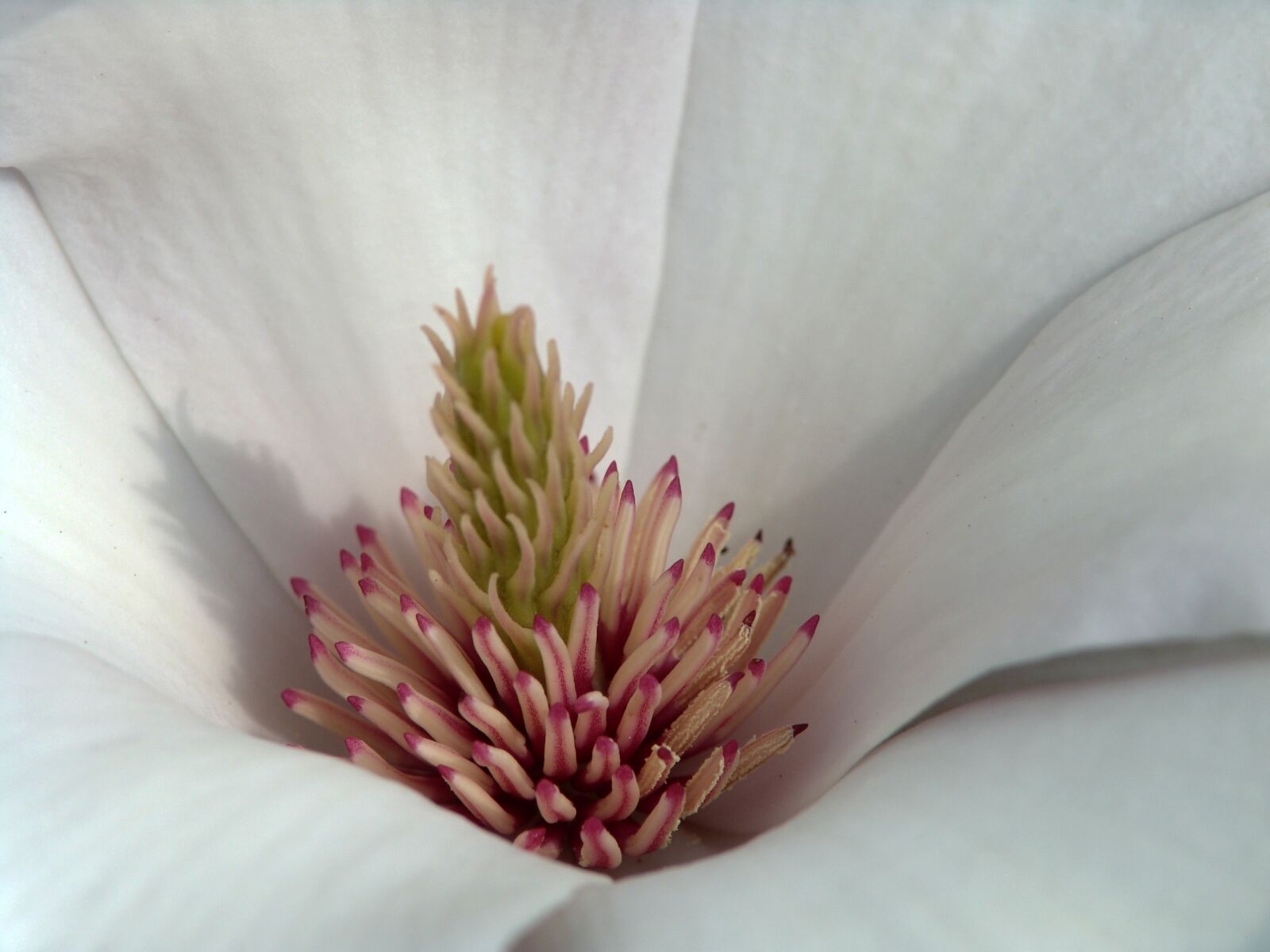 Sony DSC-F828 sample photo. Magnolia, flower, spring photography
