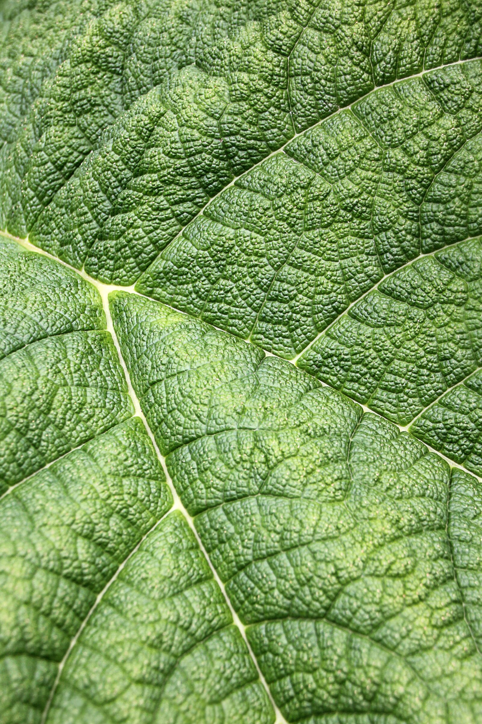 Canon EOS 550D (EOS Rebel T2i / EOS Kiss X4) sample photo. Leaf, structure, green photography