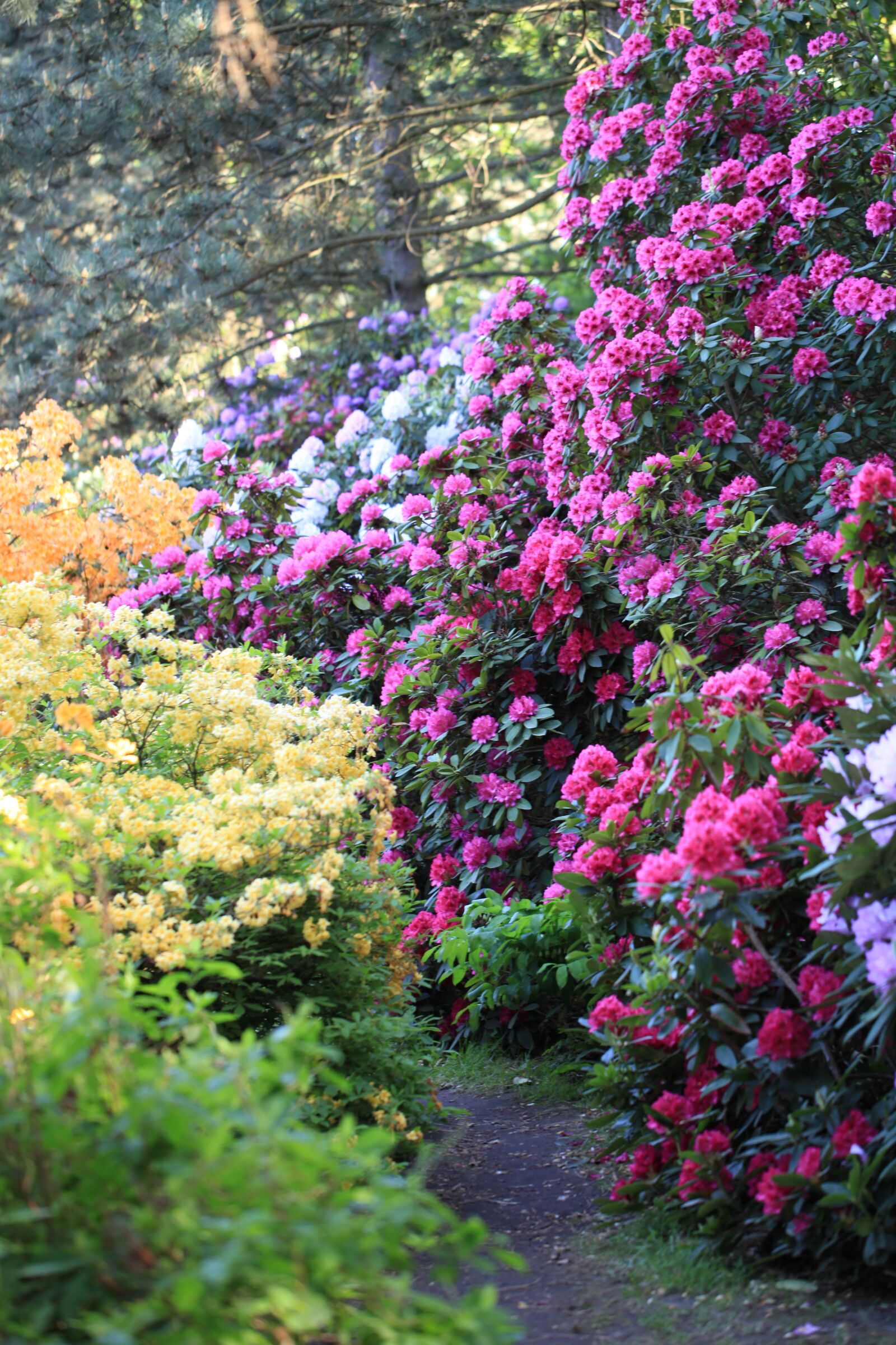 Canon EOS 5D Mark II sample photo. Rhododendron, color, flower photography