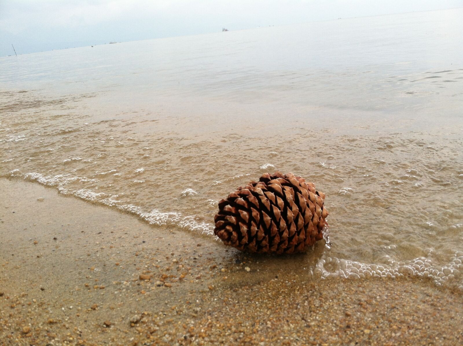 iPhone 4 back camera 3.85mm f/2.8 sample photo. Pine cone, shore, beach photography