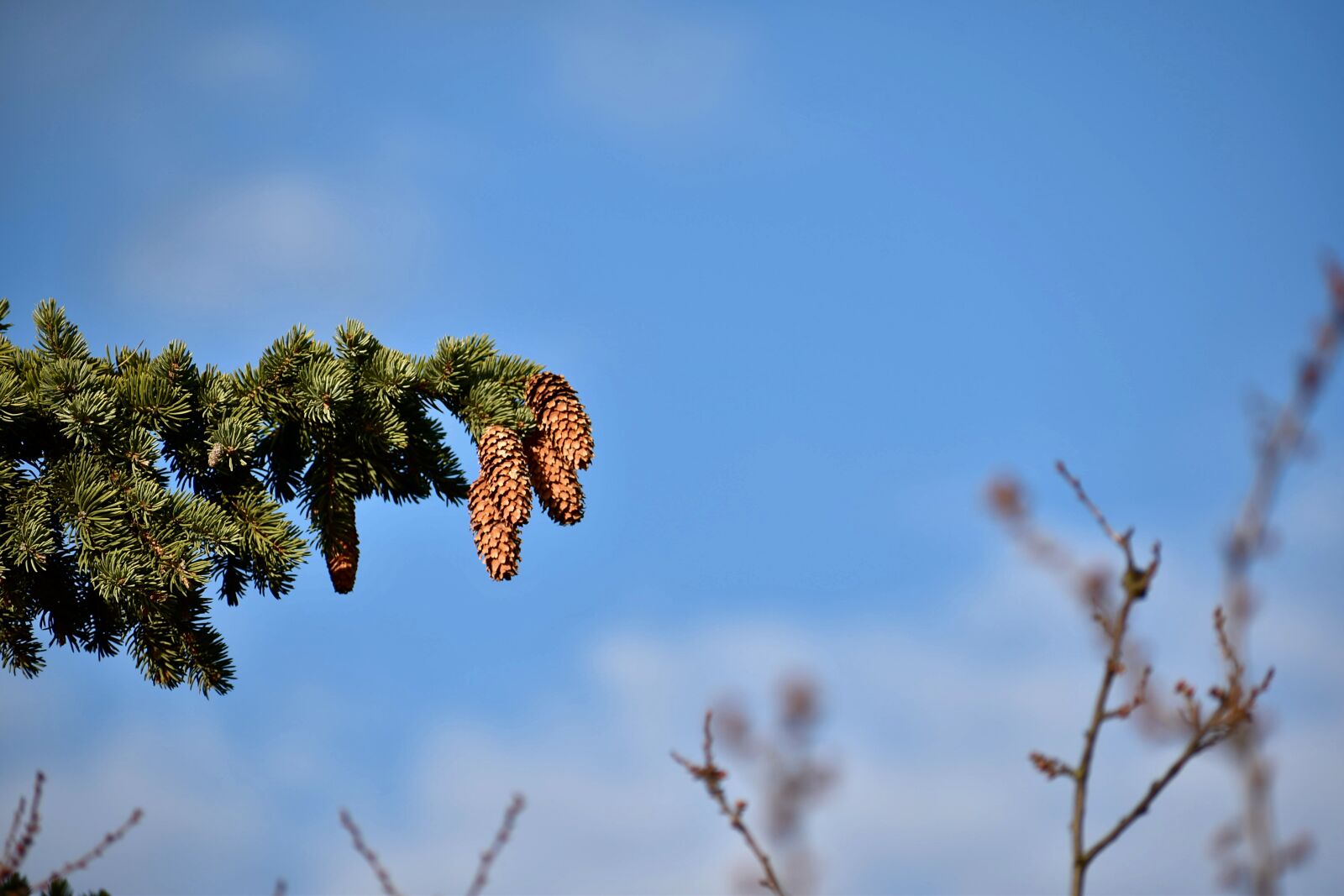 Nikon D5600 sample photo. Cone, cones, tree photography