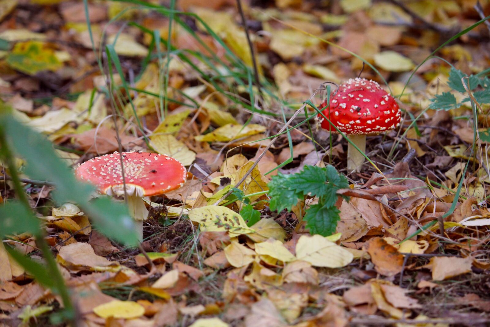 Canon EOS 1100D (EOS Rebel T3 / EOS Kiss X50) + Canon EF-S 55-250mm F4-5.6 IS STM sample photo. Mushrooms, autumn, forest photography
