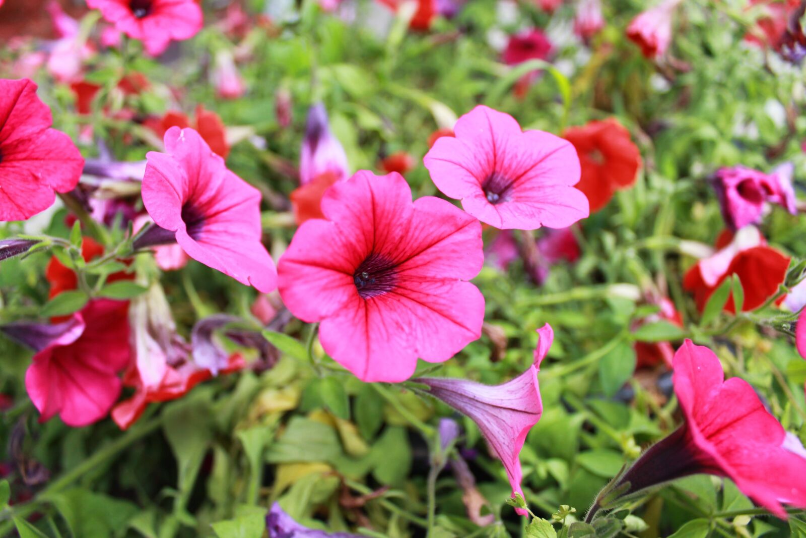 Canon EOS 1100D (EOS Rebel T3 / EOS Kiss X50) sample photo. Flower, greens, summer photography