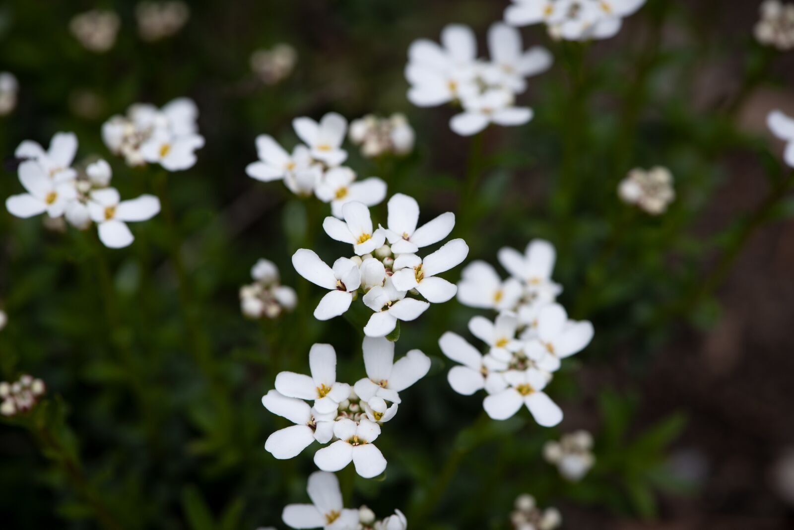 Nikon D750 sample photo. Flowers, white, flower photography