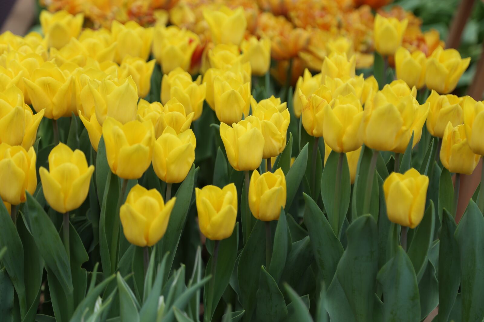 Canon EOS 6D + Canon EF 24-105mm F4L IS USM sample photo. Tulips, yellow, flowers photography