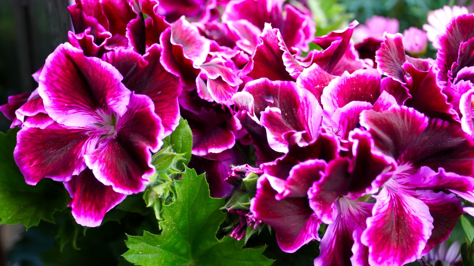 Sony E PZ 18-105mm F4 G OSS sample photo. Geranium, flower, flowers photography